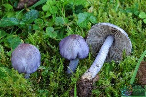 Inocybe lilacina (1)